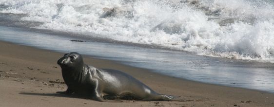 Kalifornien f&uuml;r Deutsche